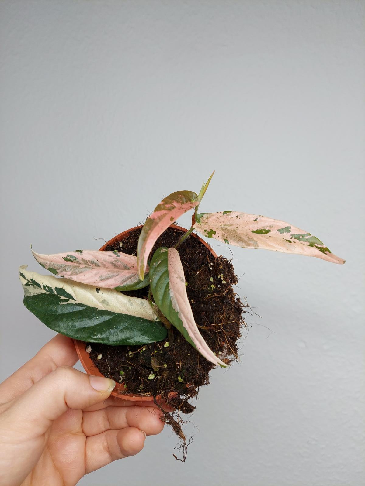 Ficus Sagittata Pink Variegata