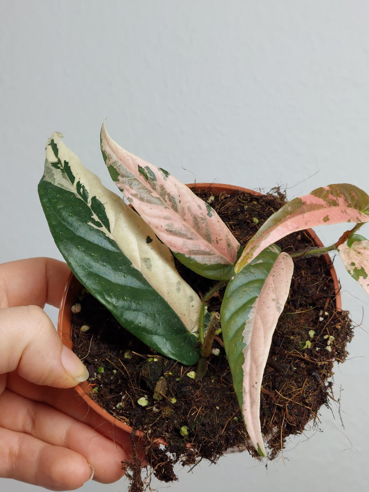 Ficus Sagittata Pink Variegata