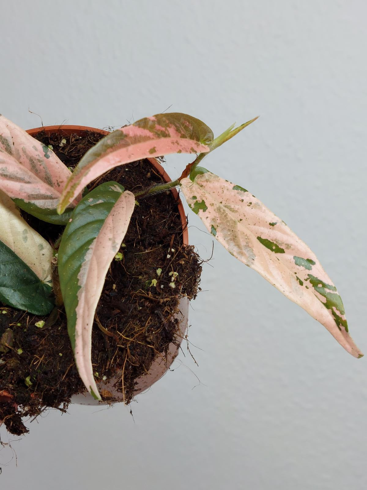 Ficus Sagittata Pink Variegata