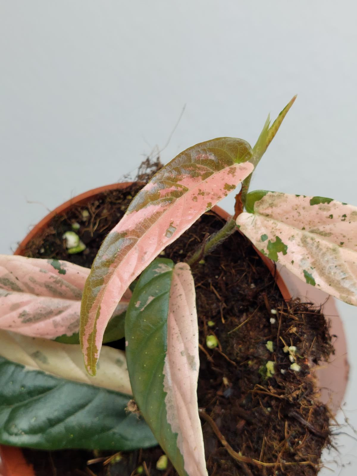 Ficus Sagittata Pink Variegata