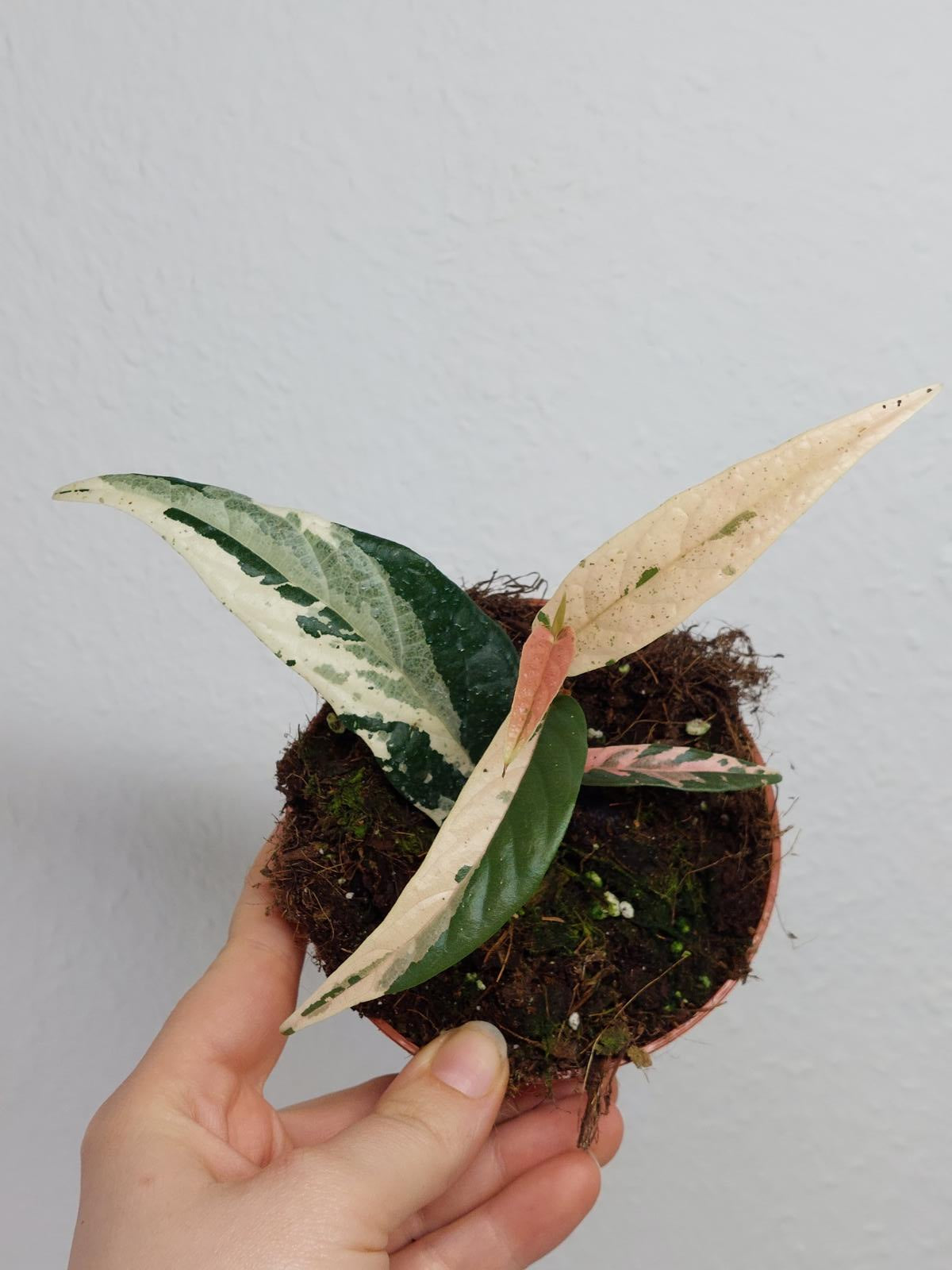 Ficus Sagittata Pink Variegata