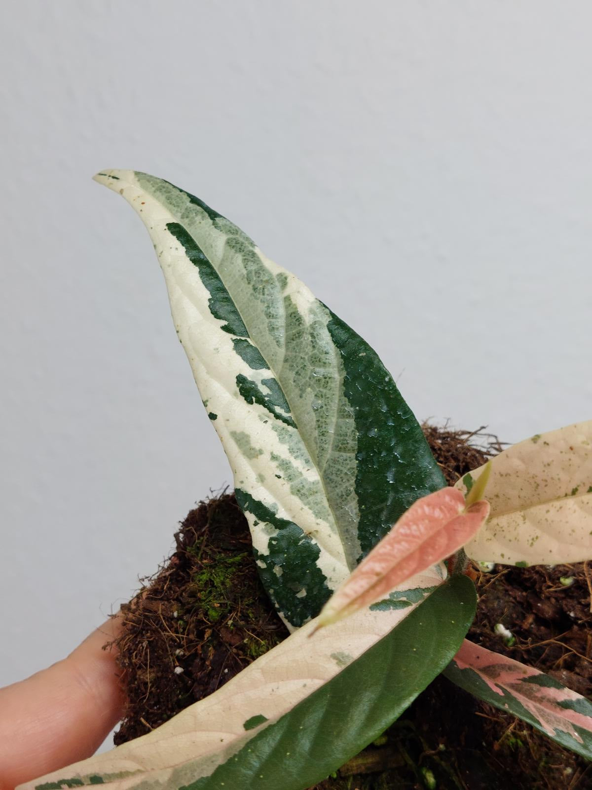 Ficus Sagittata Pink Variegata