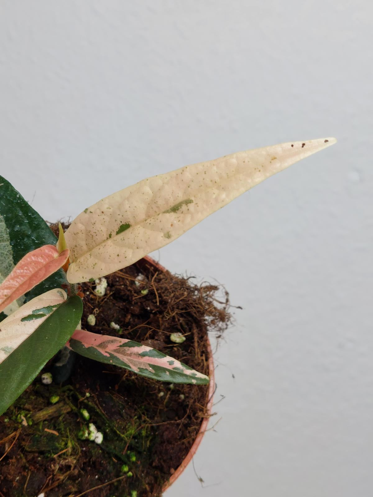 Ficus Sagittata Pink Variegata