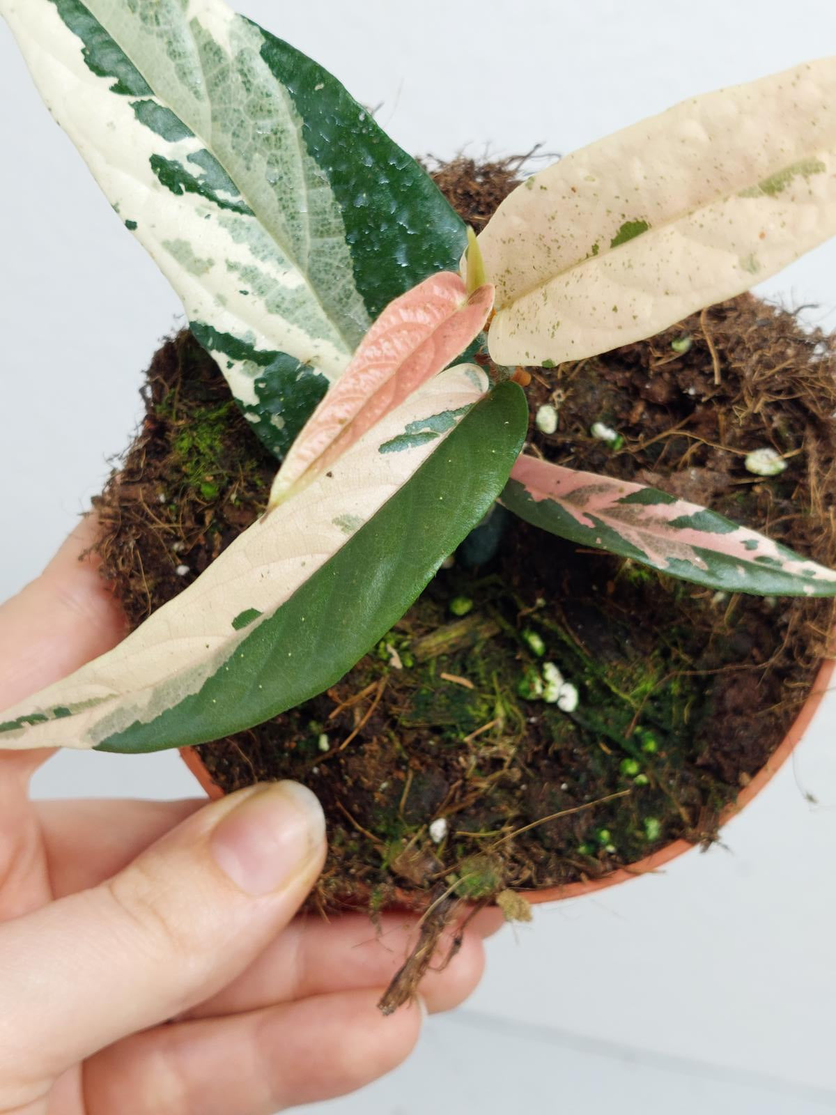 Ficus Sagittata Pink Variegata