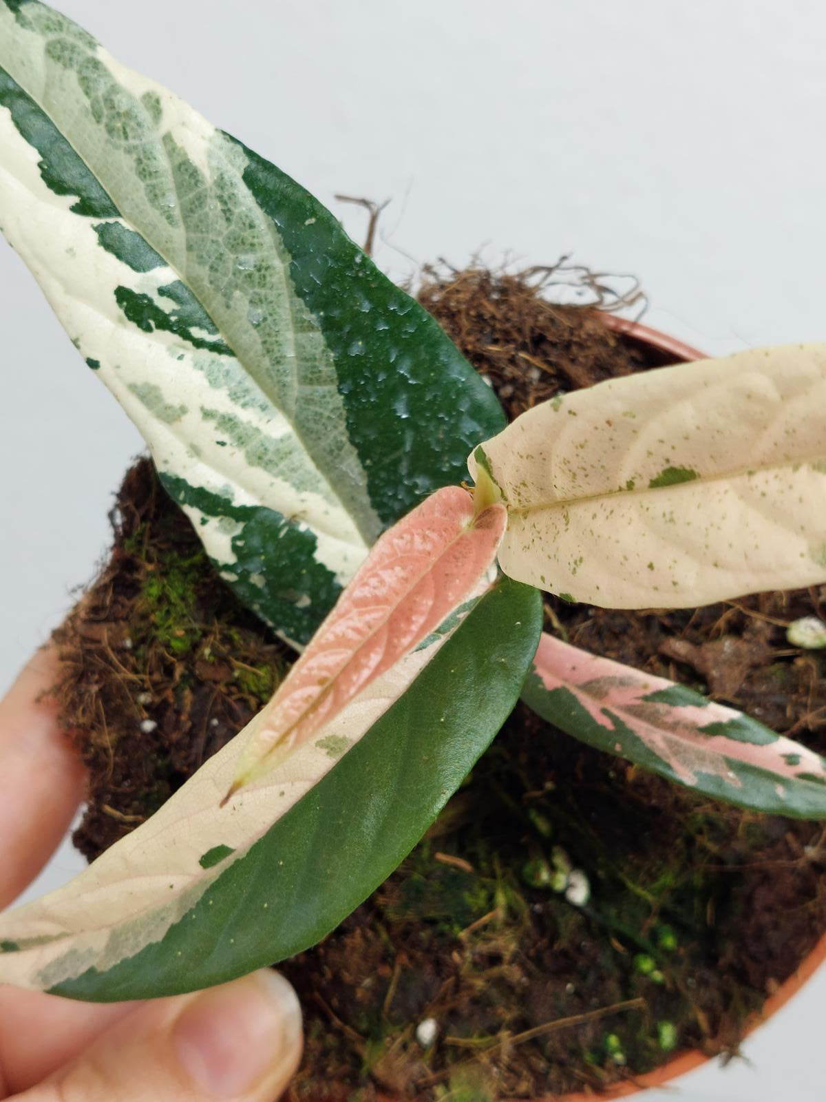 Ficus Sagittata Pink Variegata