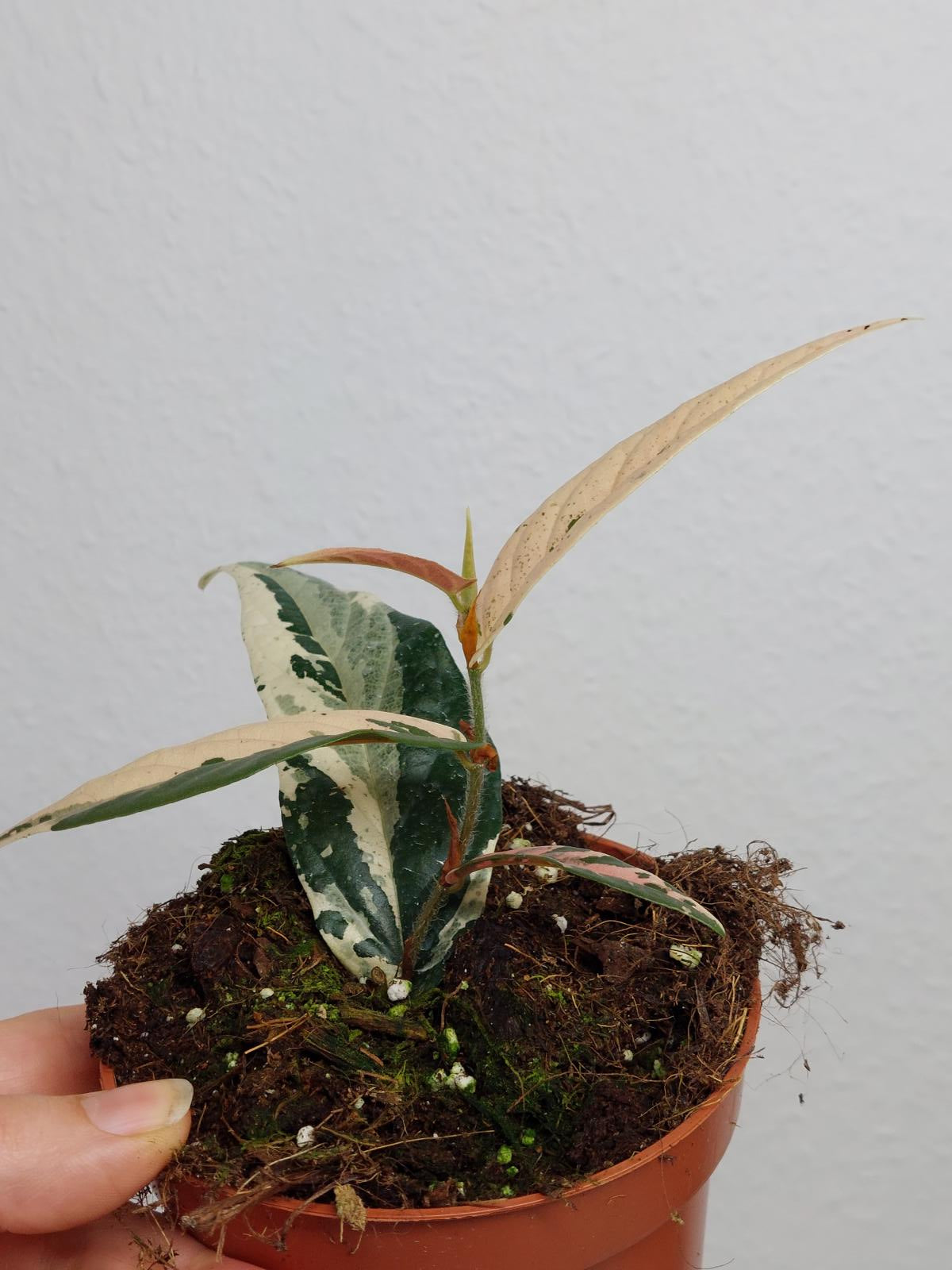 Ficus Sagittata Pink Variegata