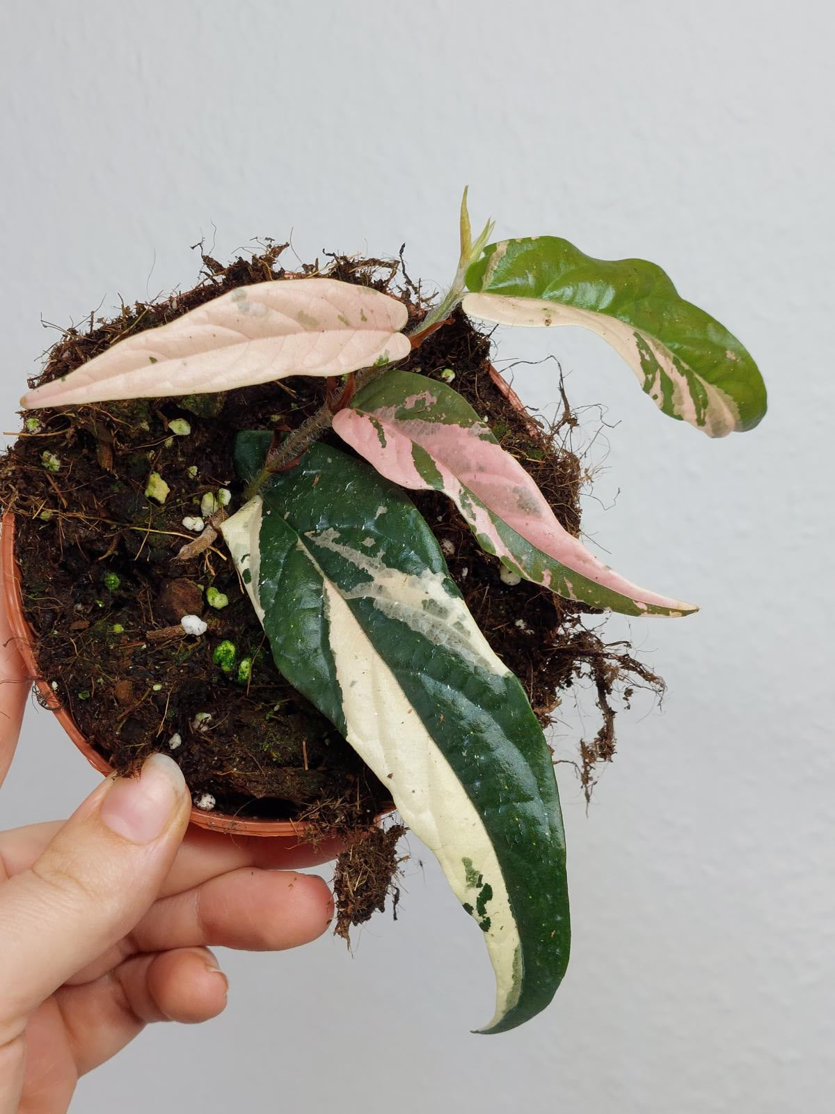 Ficus Sagittata Pink Variegata