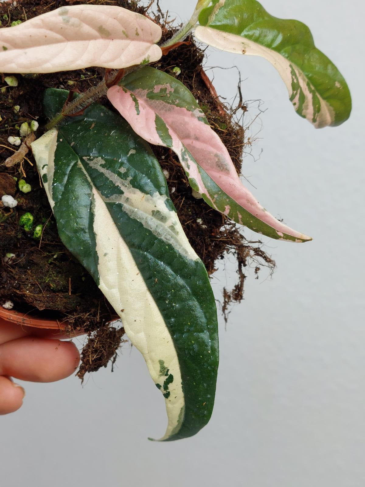 Ficus Sagittata Pink Variegata