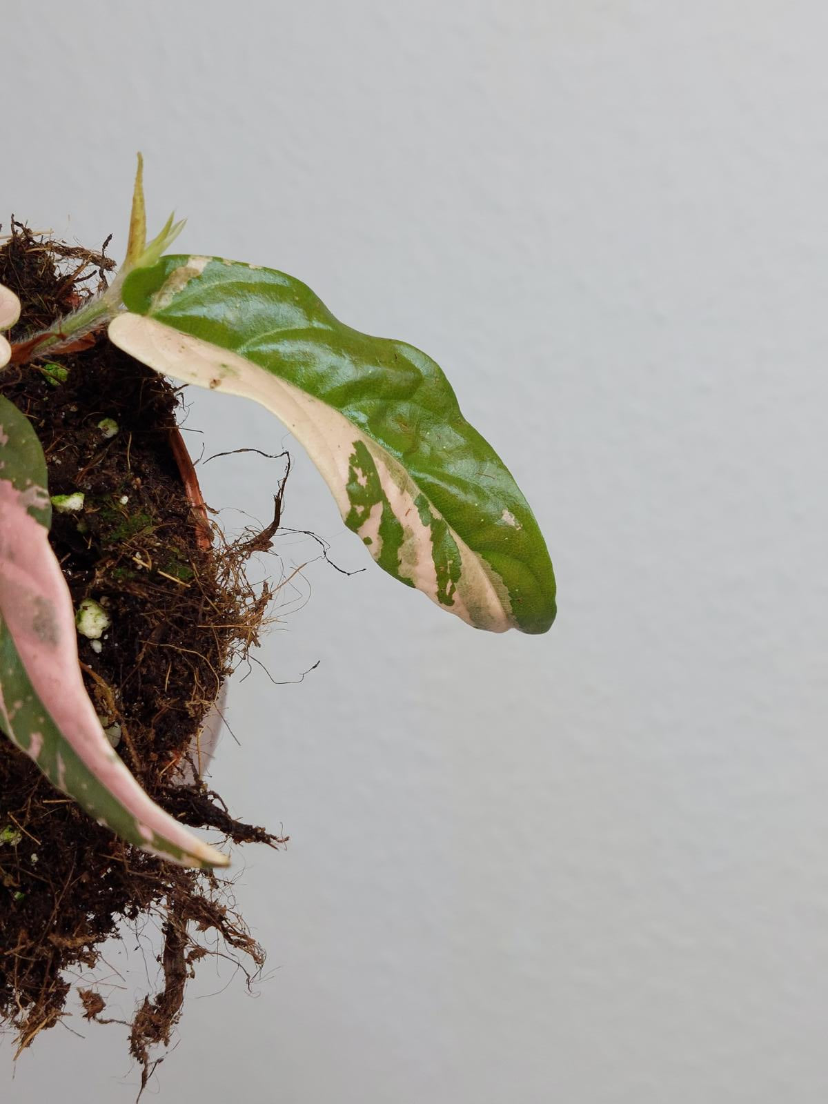 Ficus Sagittata Pink Variegata