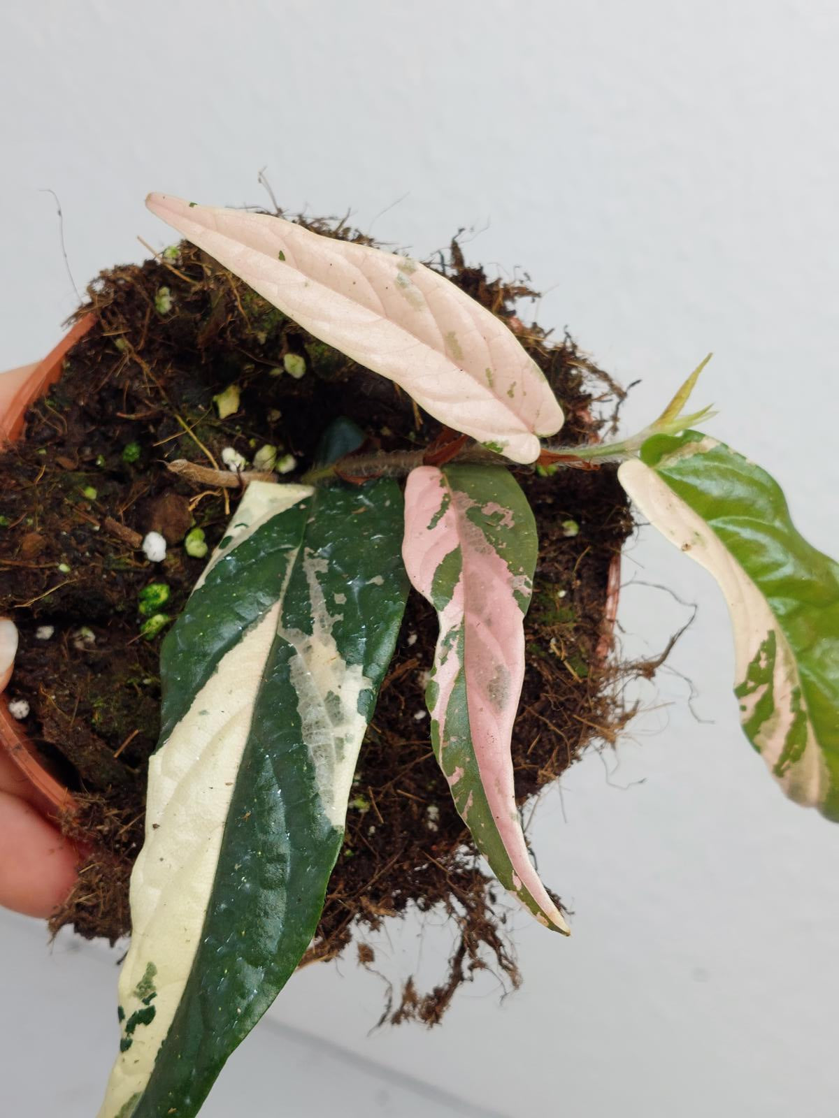 Ficus Sagittata Pink Variegata