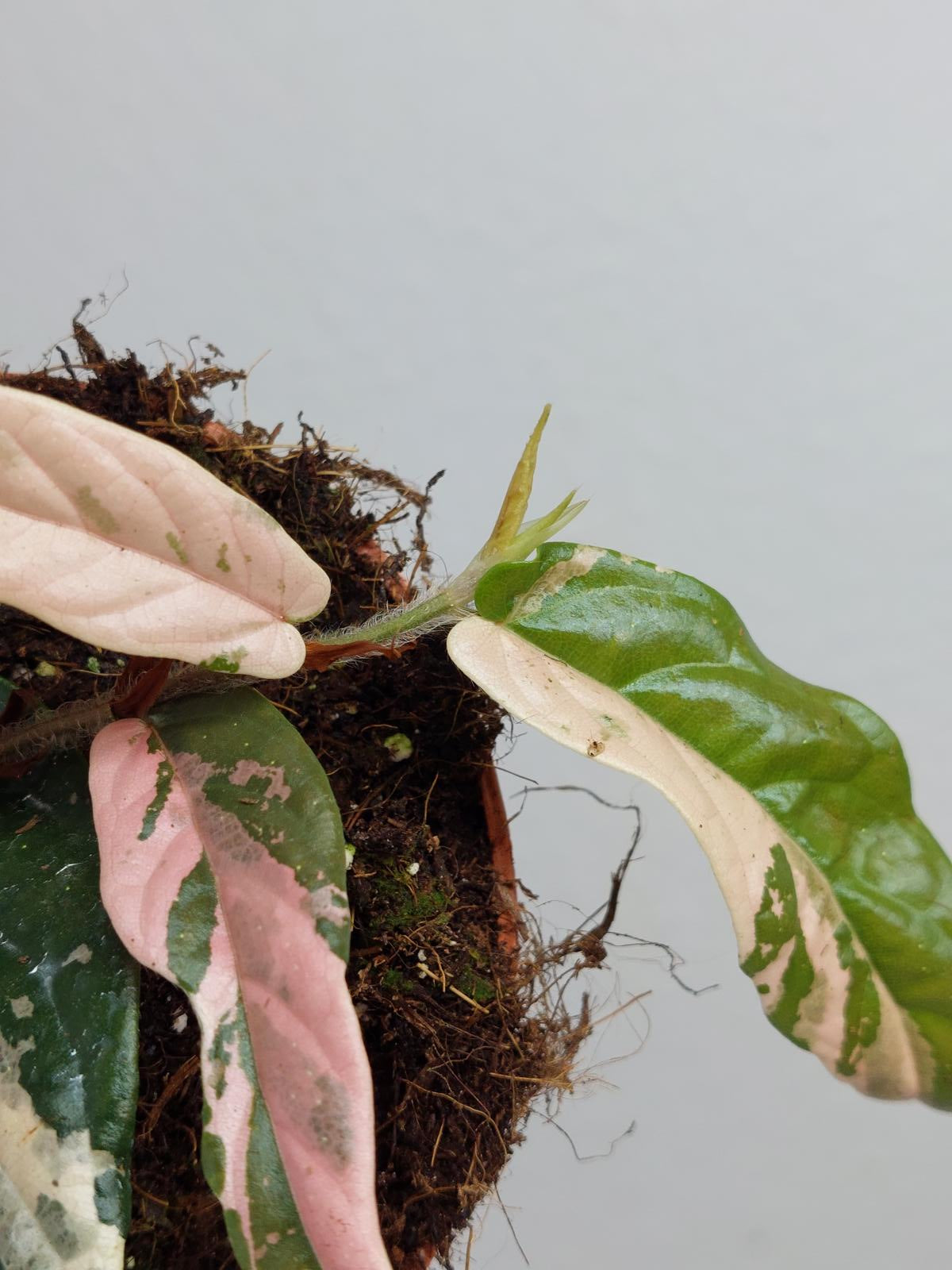 Ficus Sagittata Pink Variegata