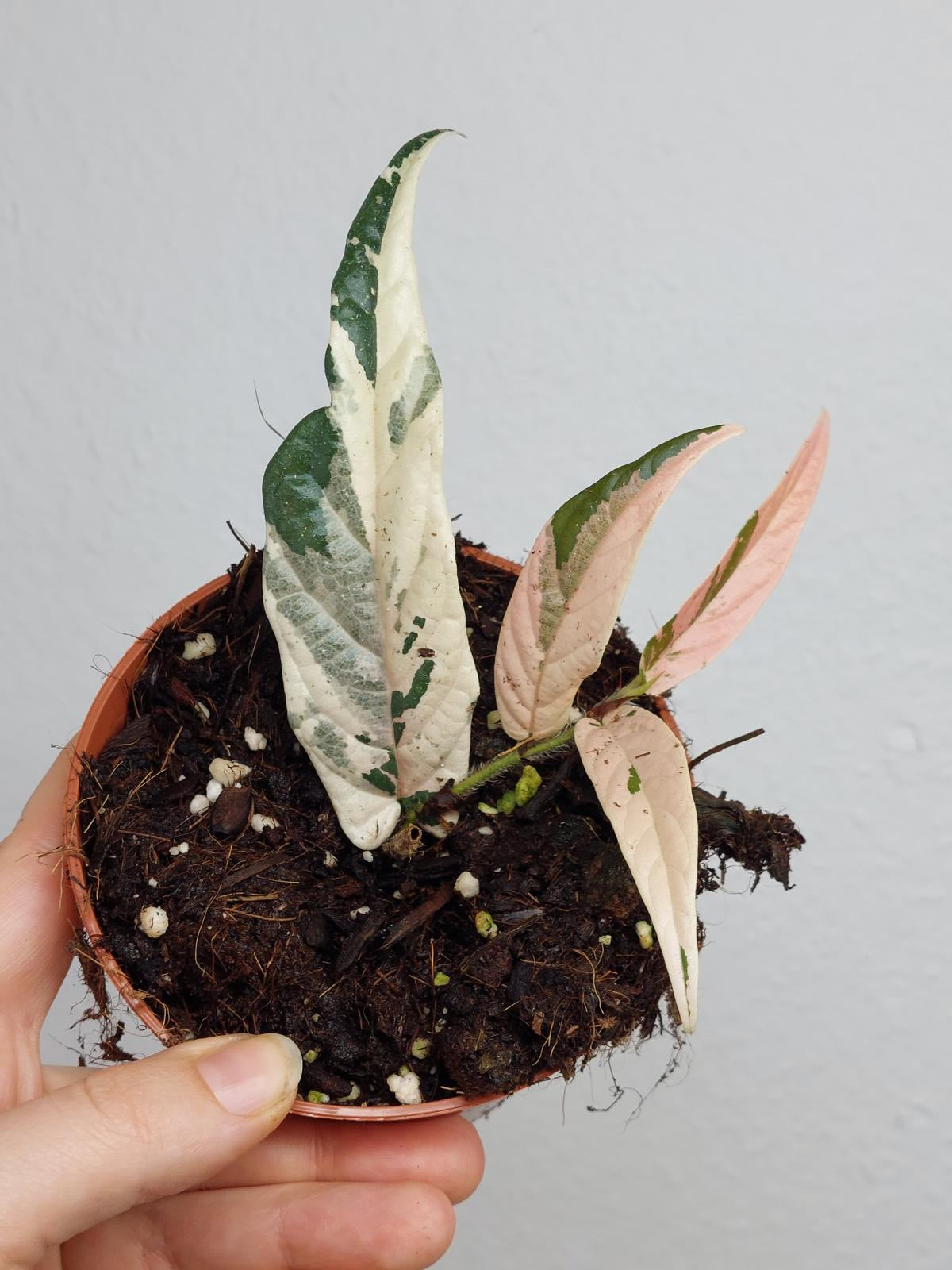 Ficus Sagittata Pink Variegata