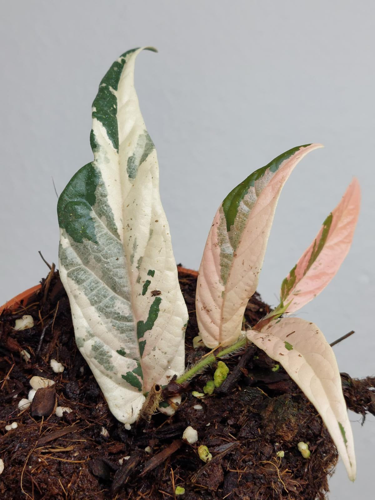 Ficus Sagittata Pink Variegata