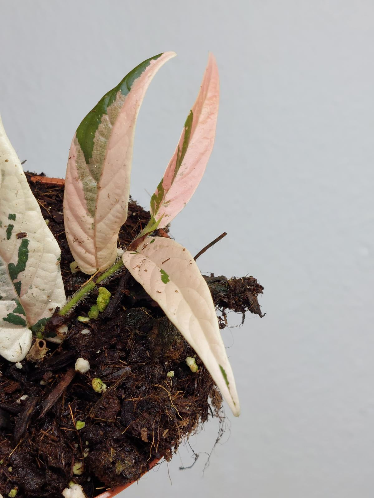 Ficus Sagittata Pink Variegata