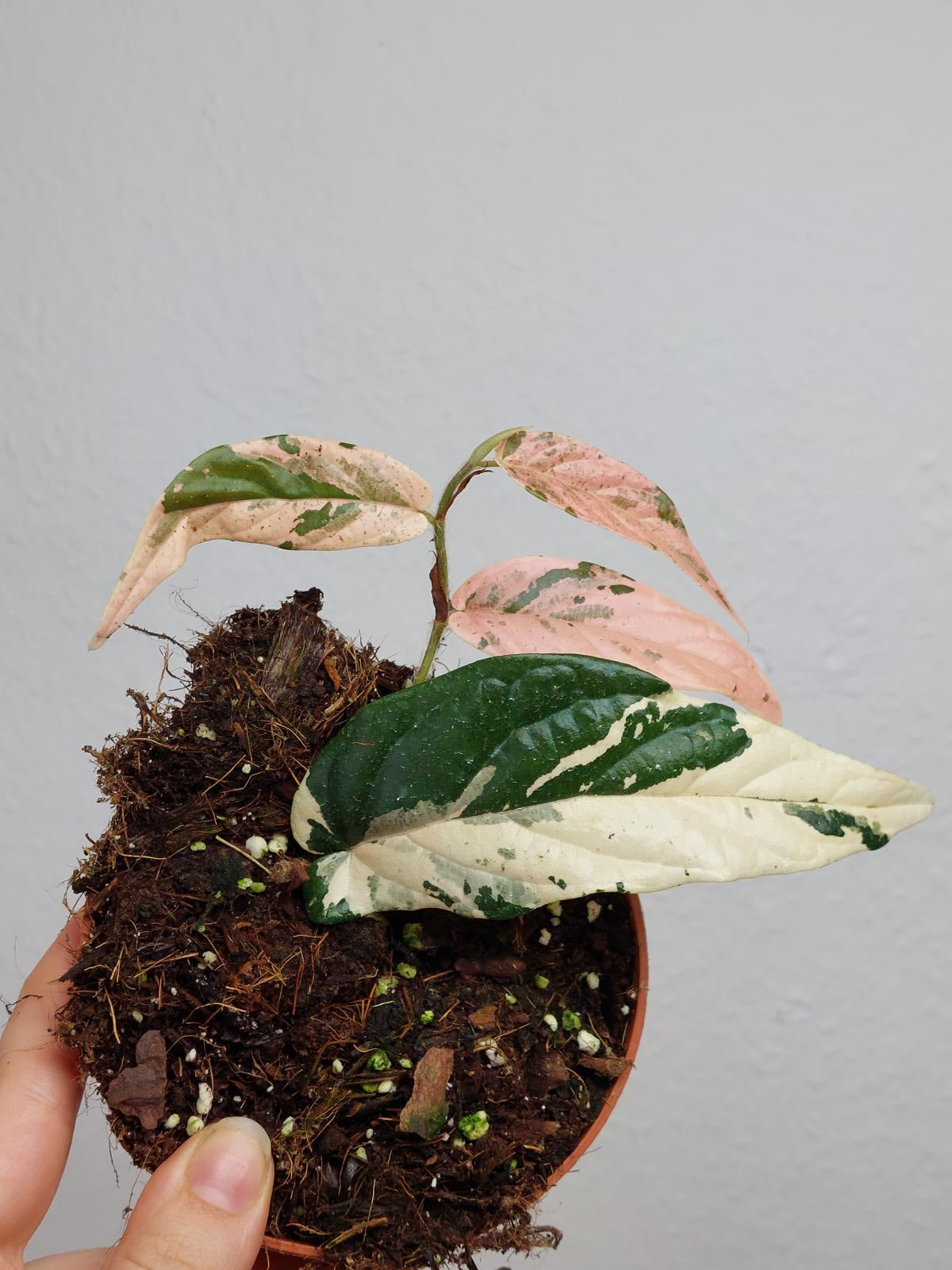 Ficus Sagittata Pink Variegata