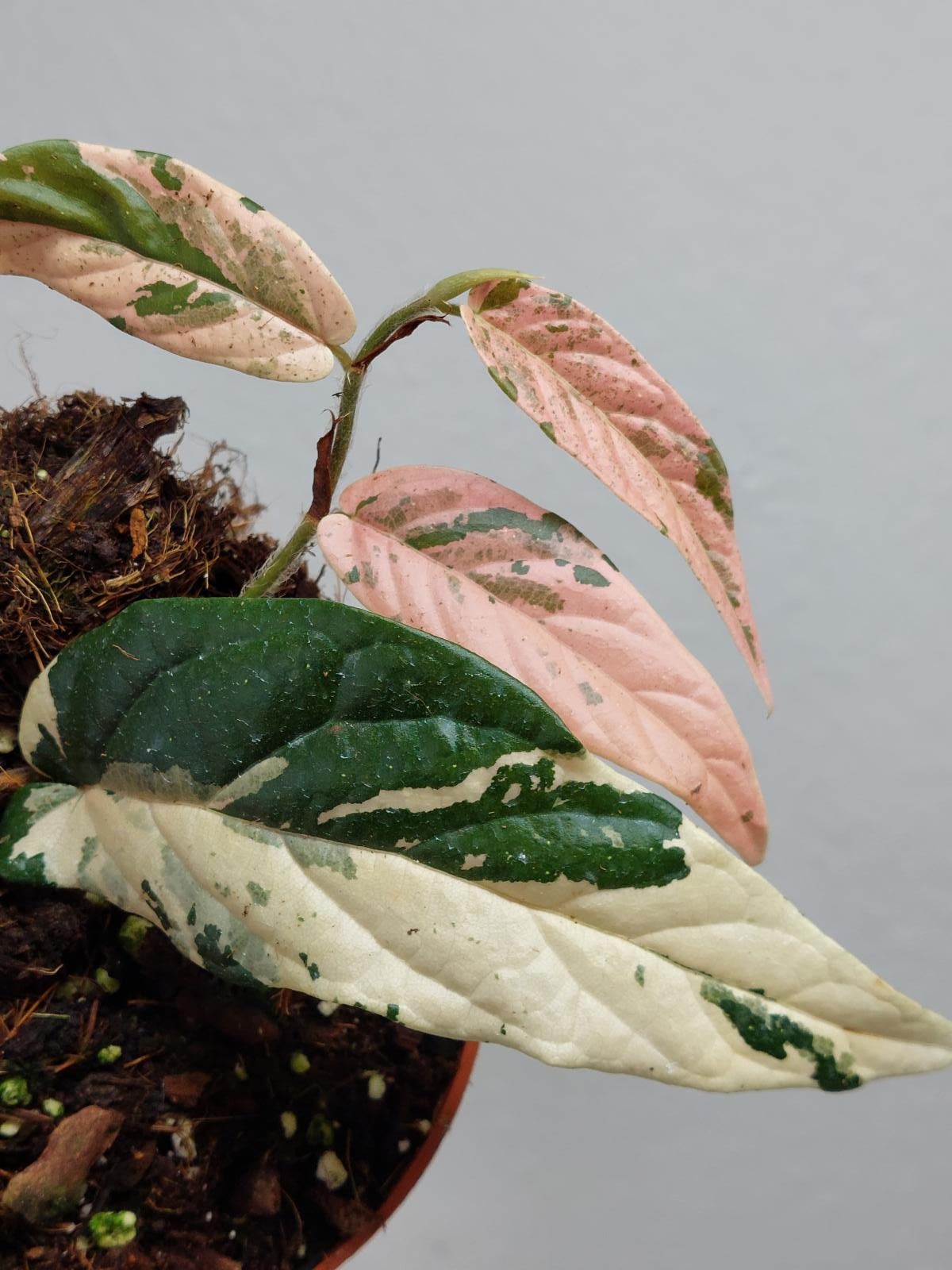 Ficus Sagittata Pink Variegata