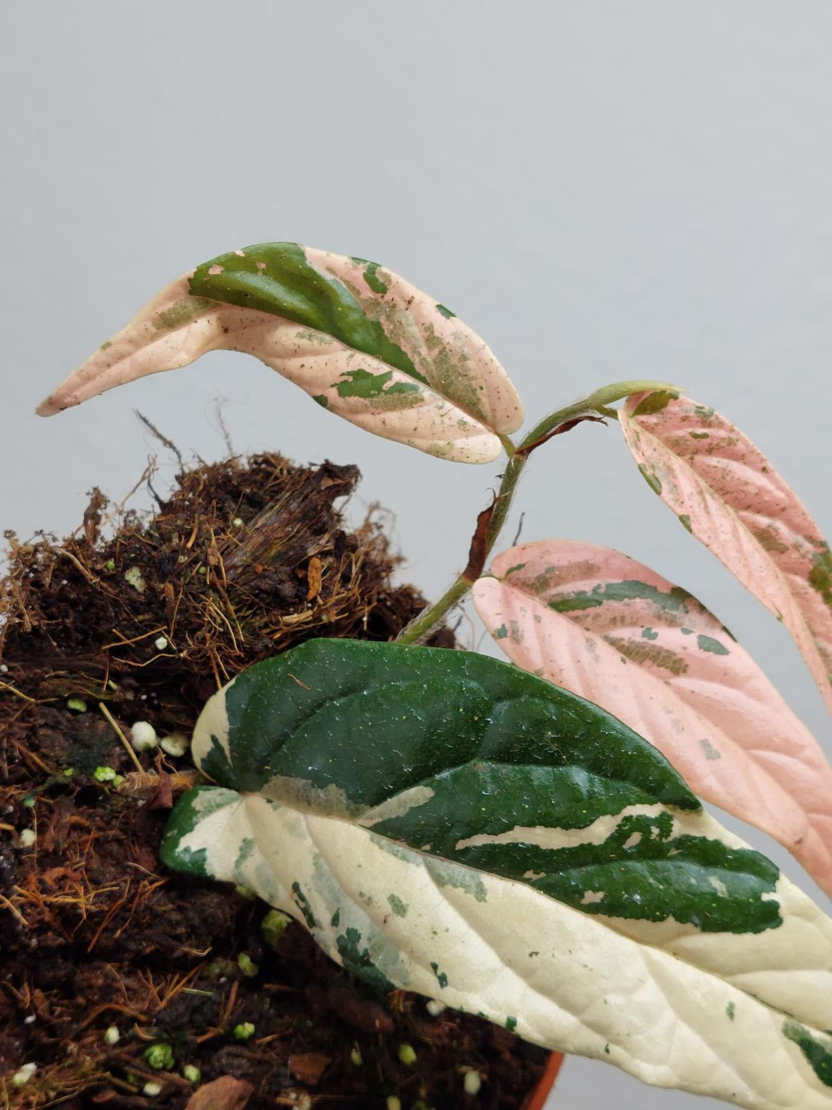 Ficus Sagittata Pink Variegata