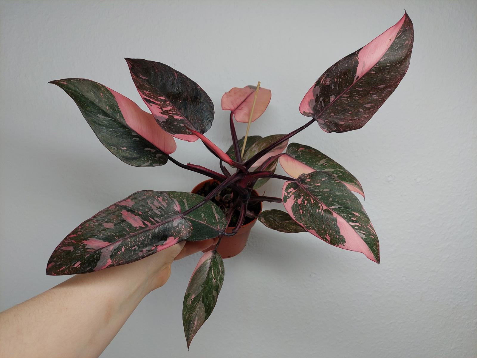 Philodendron Pink Princess