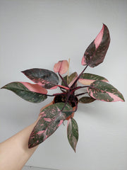 Philodendron Pink Princess