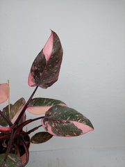 Philodendron Pink Princess