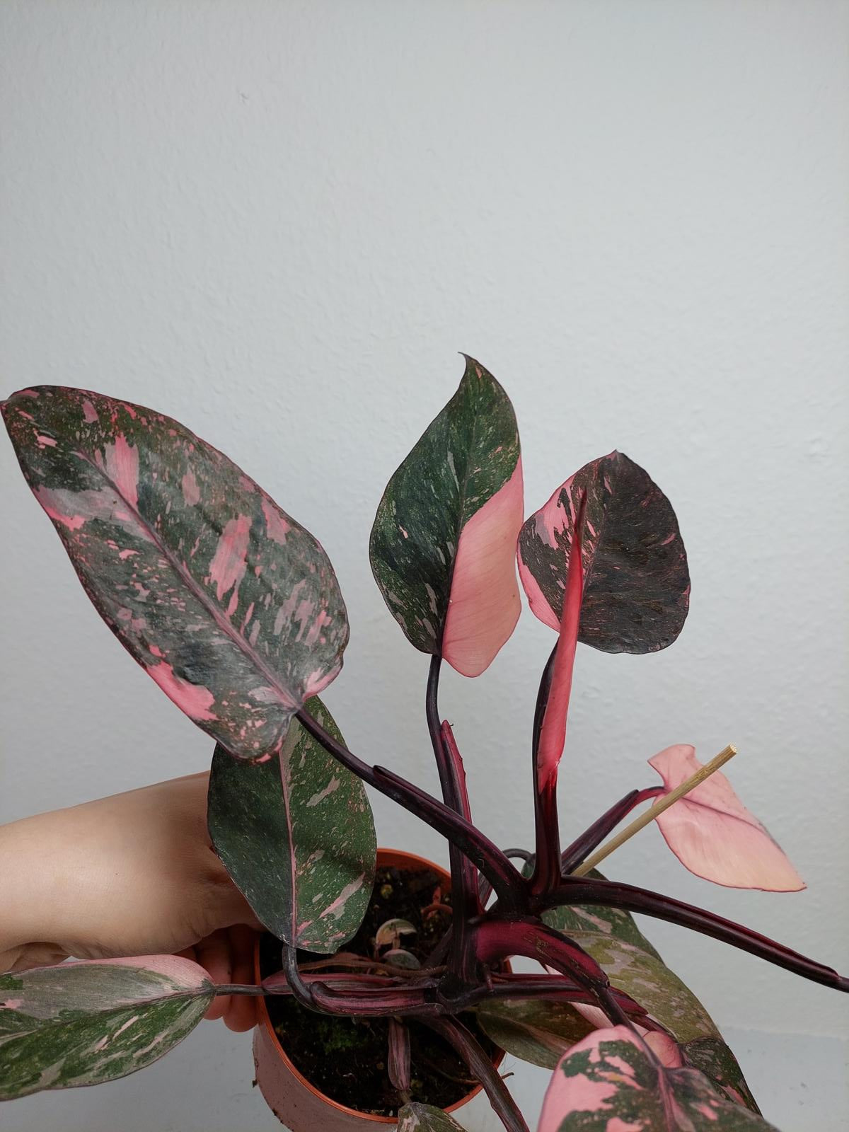 Philodendron Pink Princess