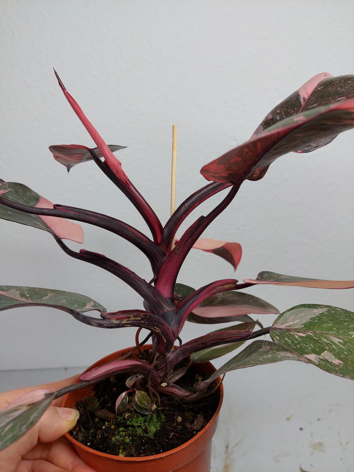 Philodendron Pink Princess