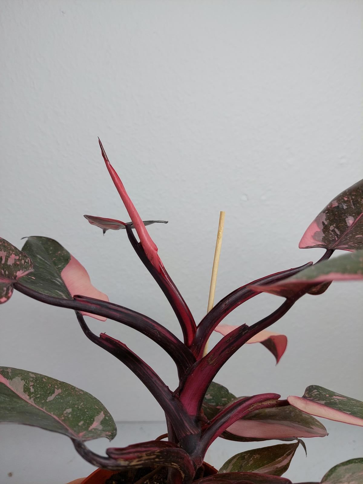 Philodendron Pink Princess