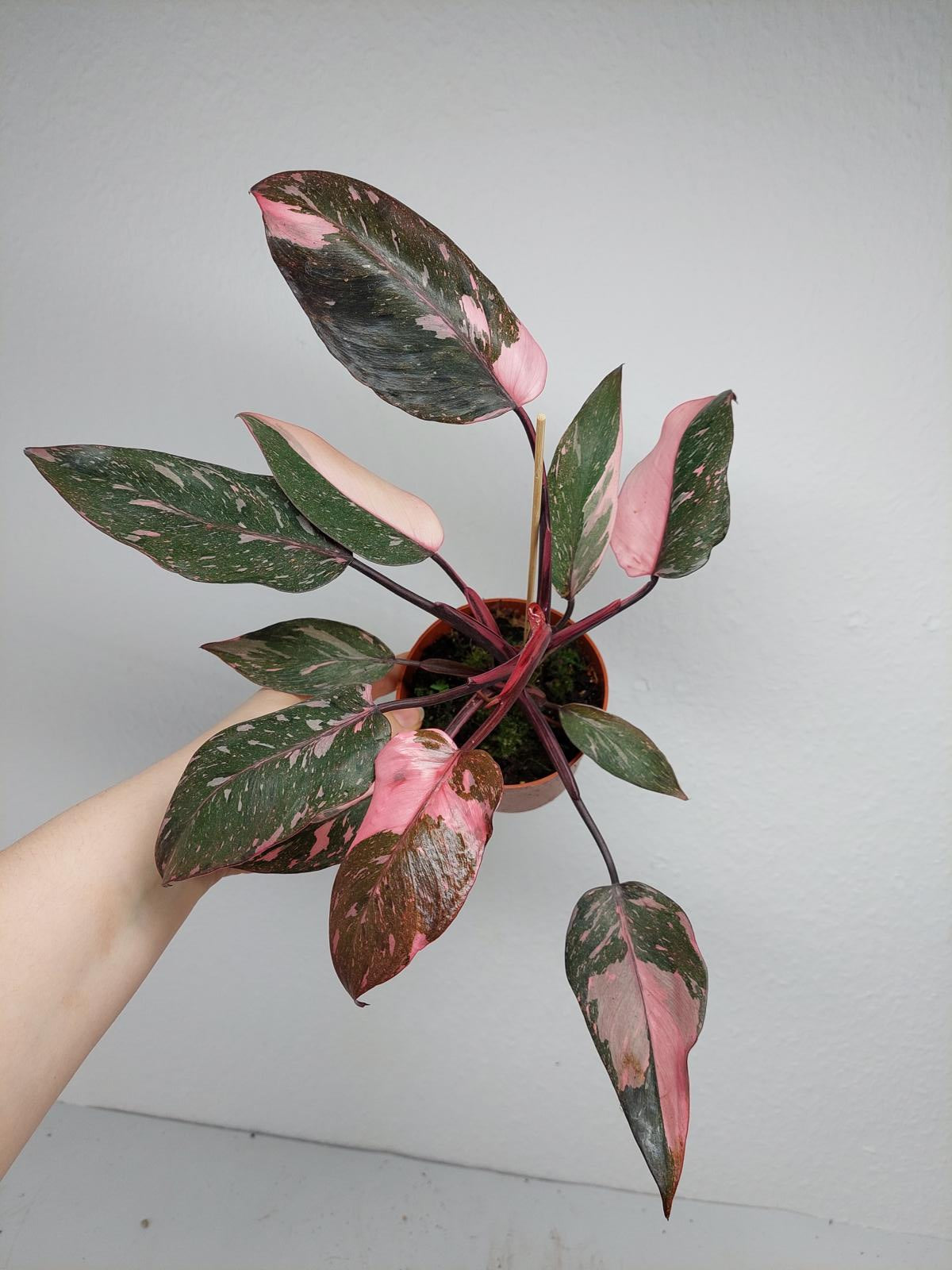 Philodendron Pink Princess