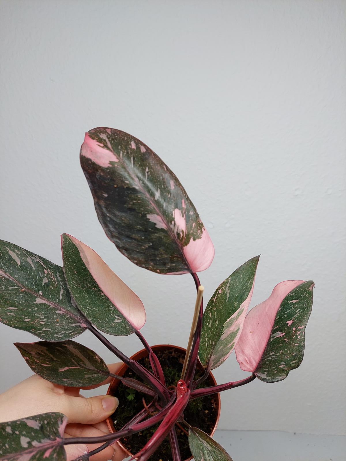 Philodendron Pink Princess