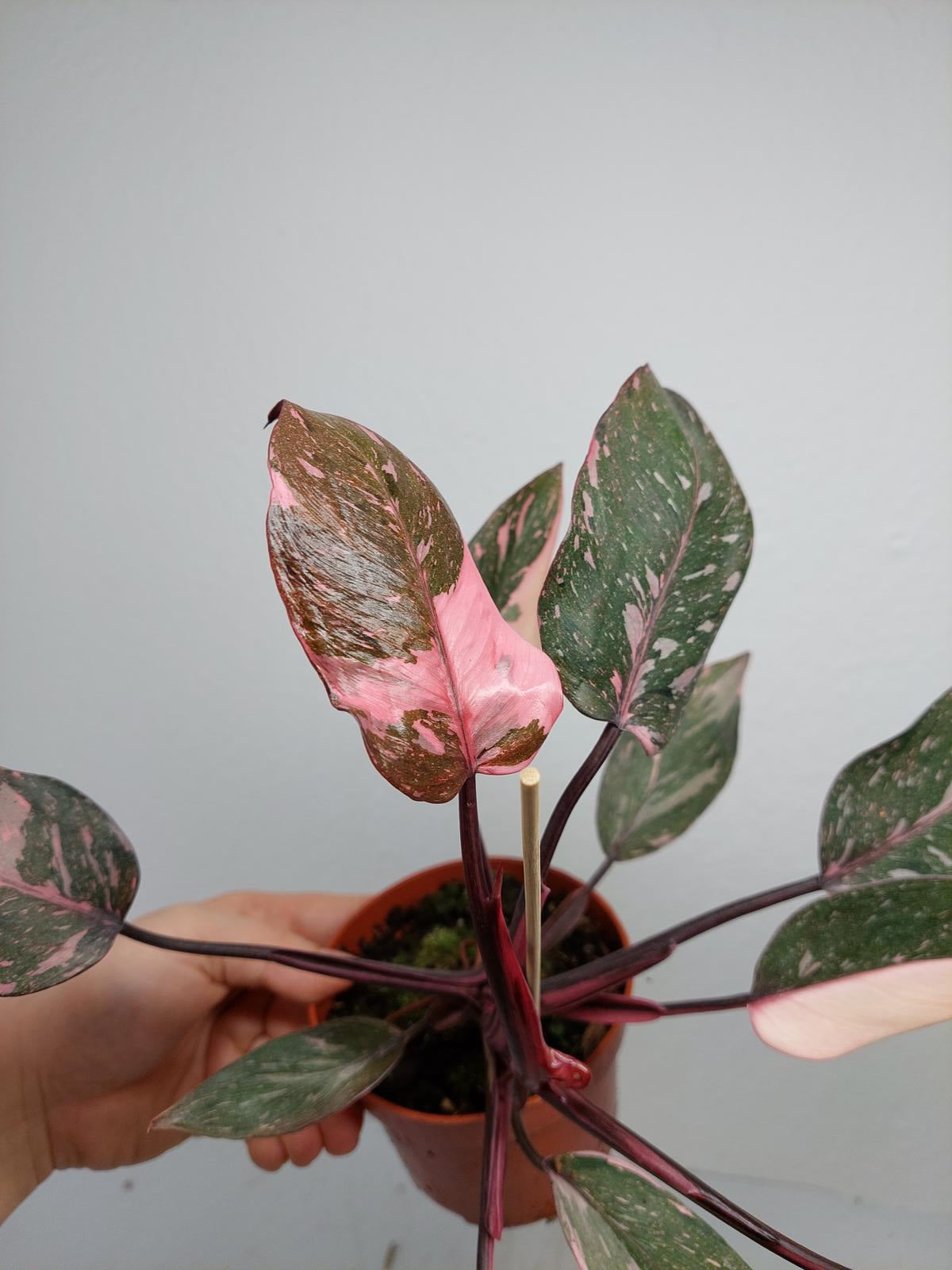 Philodendron Pink Princess