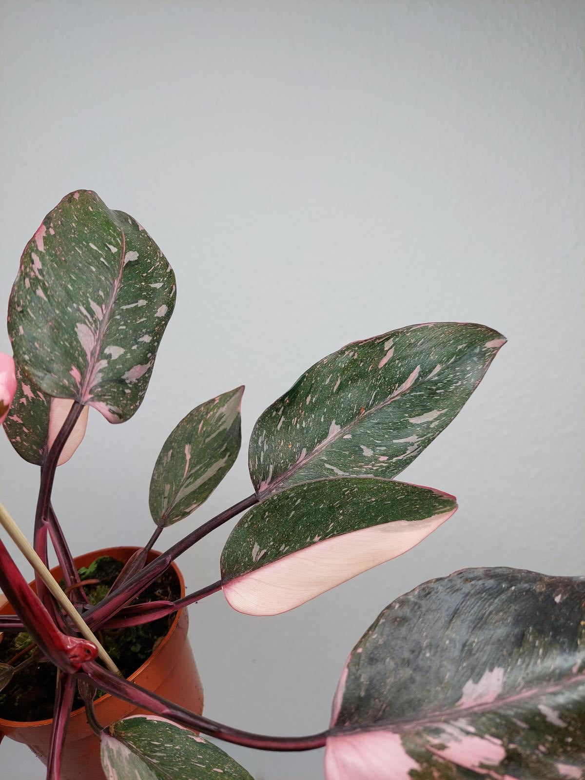 Philodendron Pink Princess