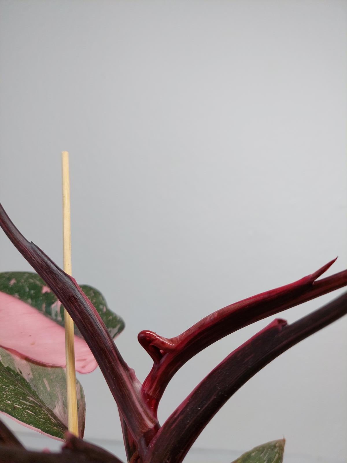 Philodendron Pink Princess