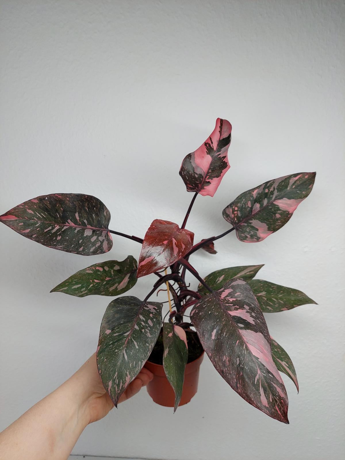 Philodendron Pink Princess