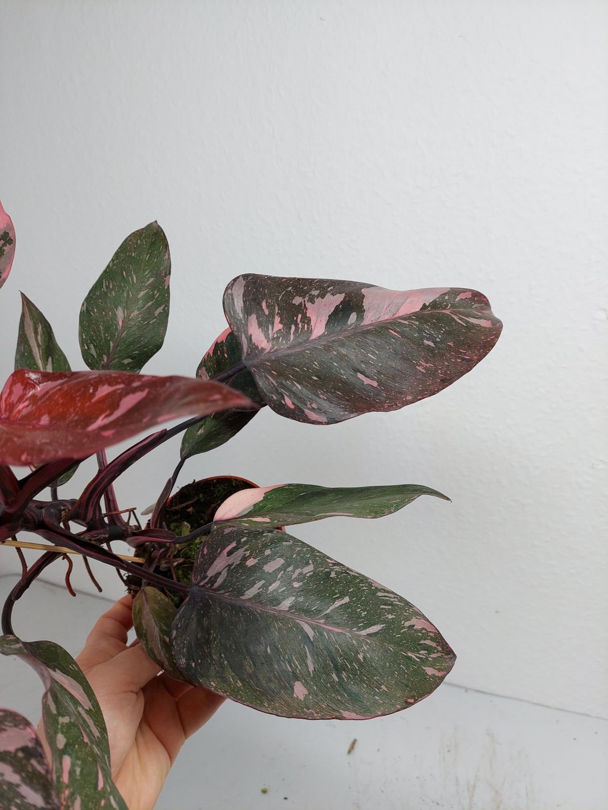 Philodendron Pink Princess