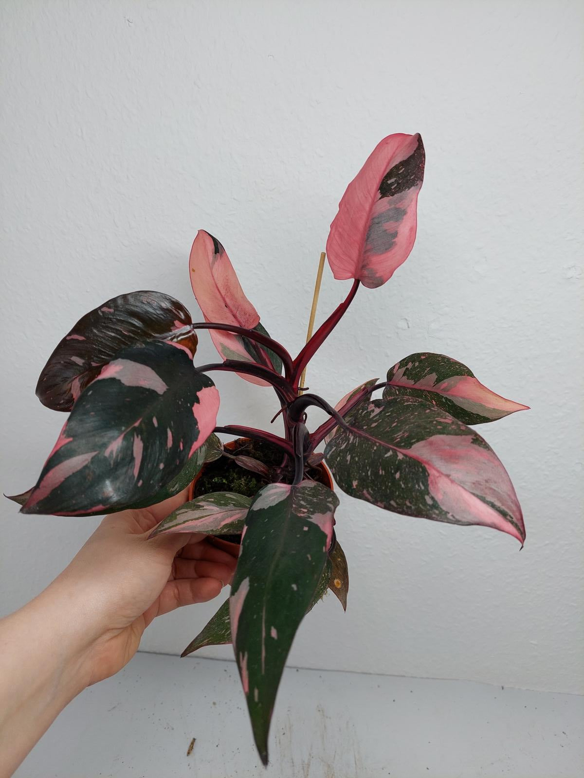 Philodendron Pink Princess