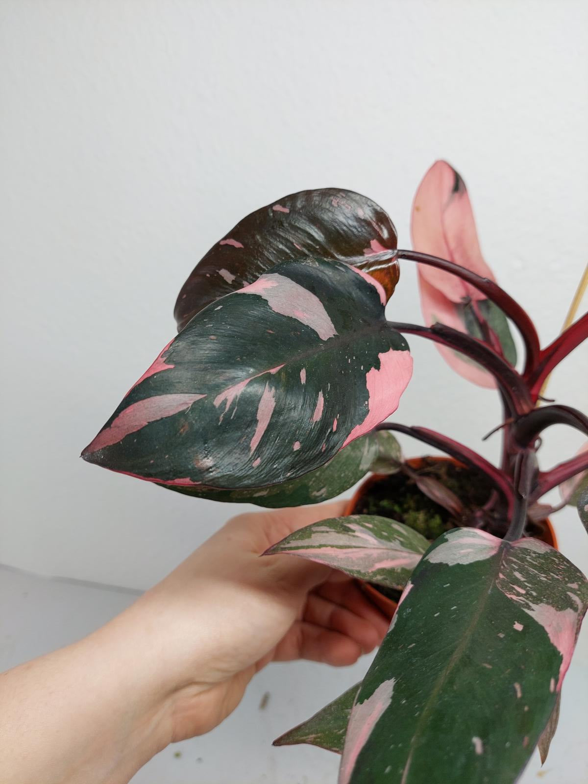 Philodendron Pink Princess