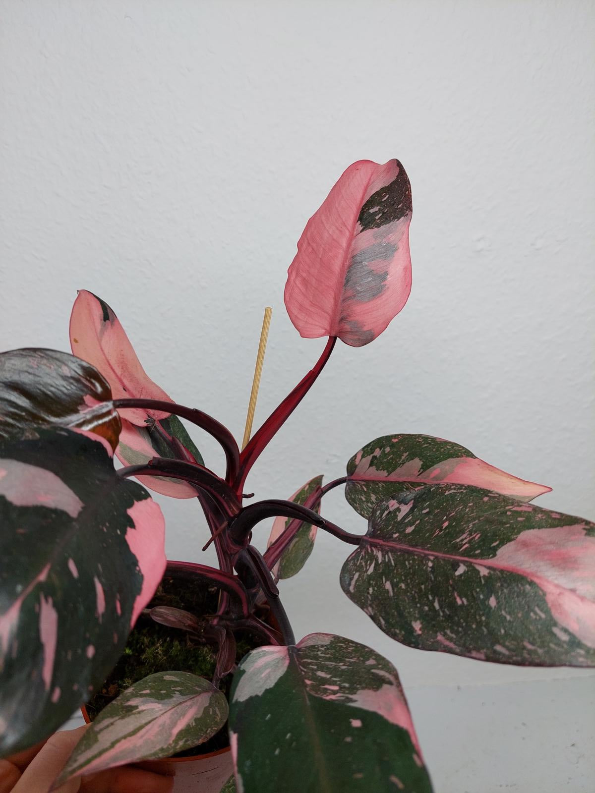 Philodendron Pink Princess