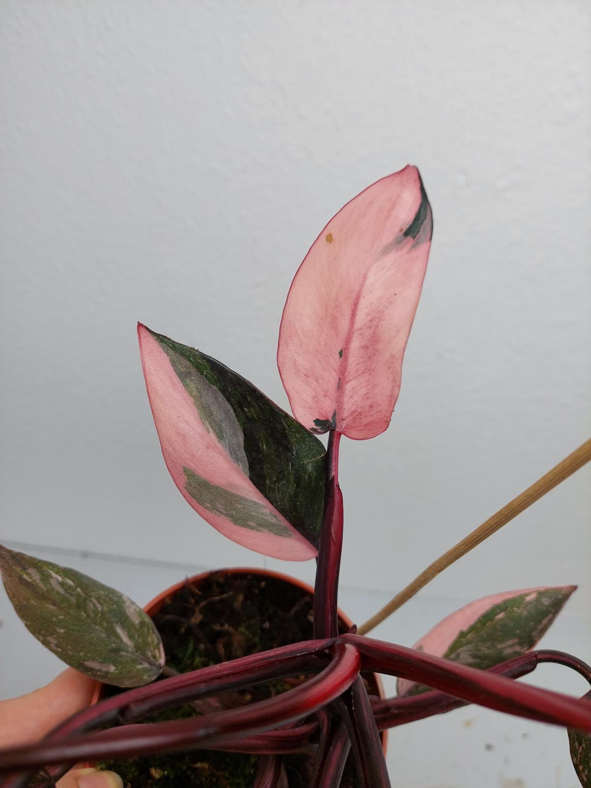 Philodendron Pink Princess