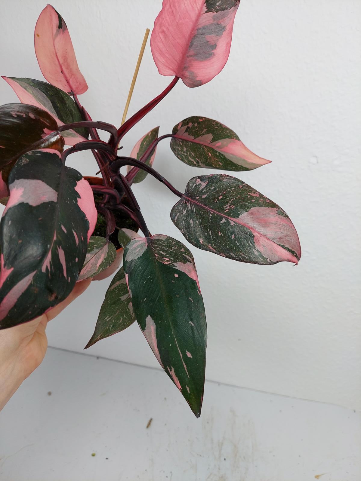 Philodendron Pink Princess