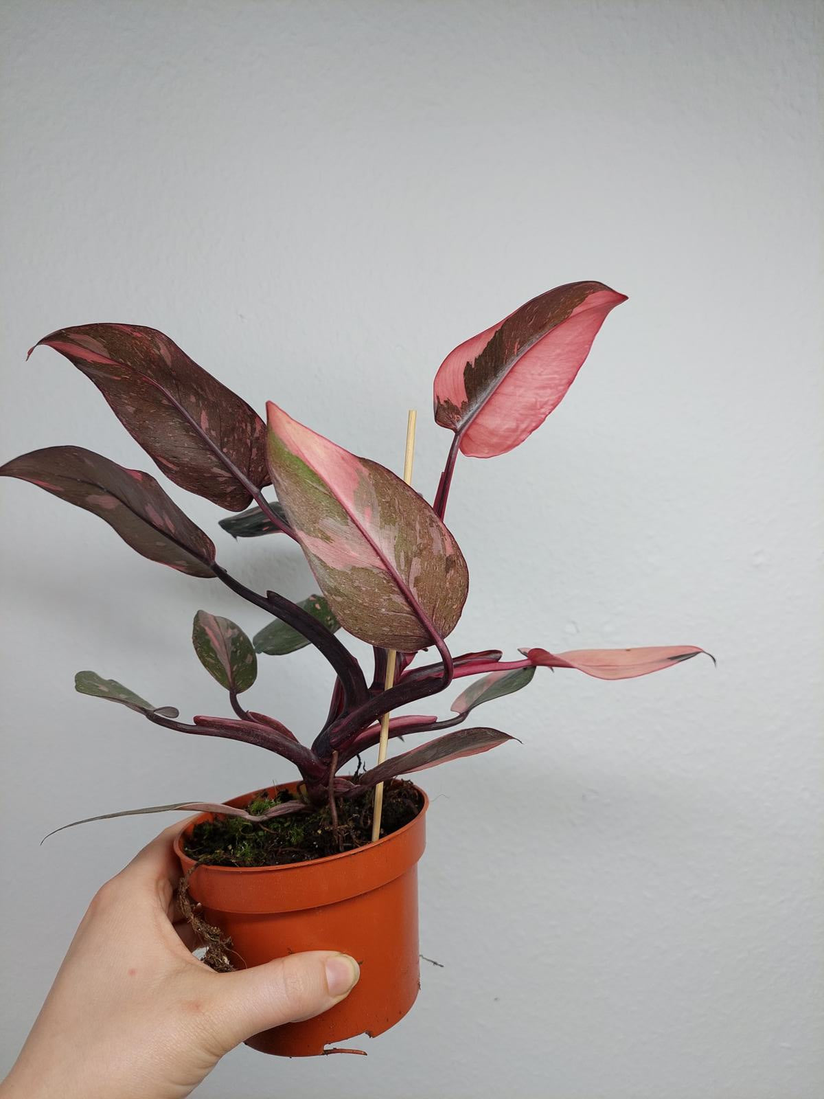 Philodendron Pink Princess