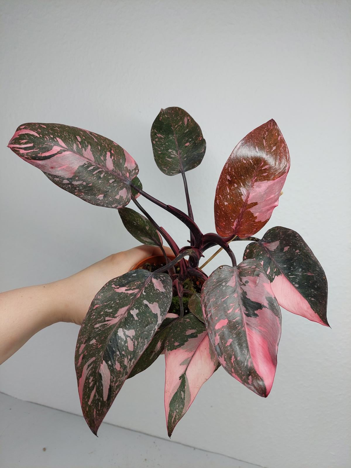 Philodendron Pink Princess