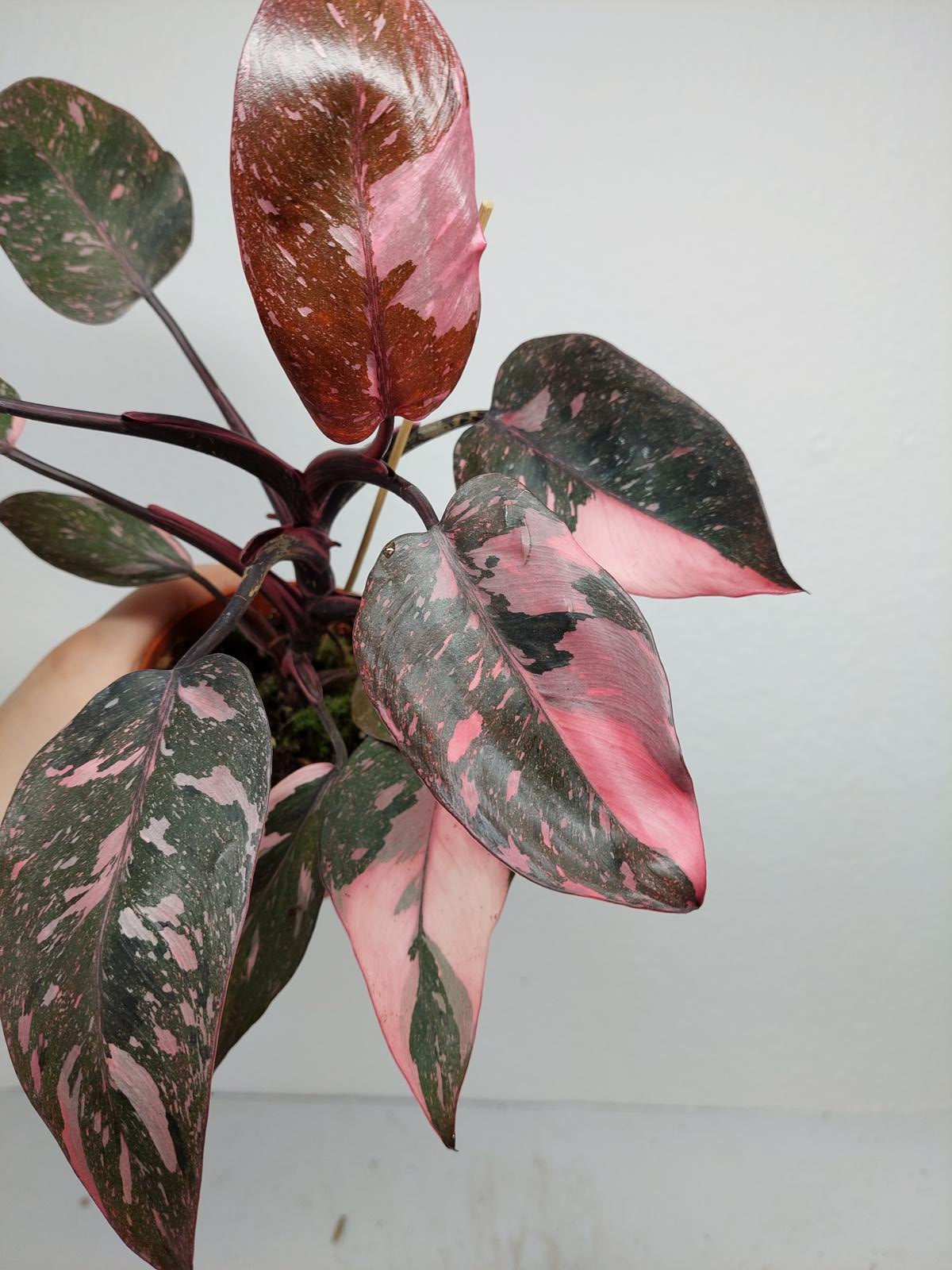 Philodendron Pink Princess