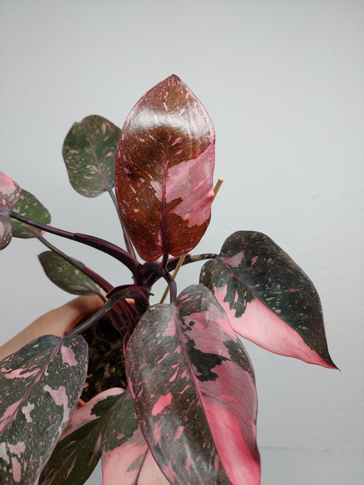 Philodendron Pink Princess