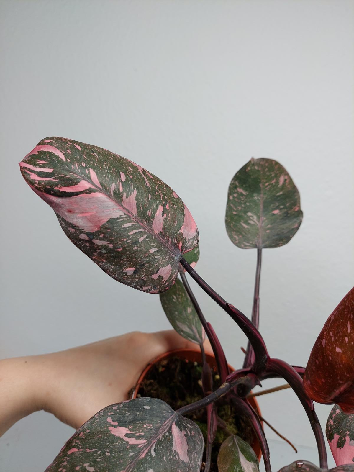 Philodendron Pink Princess