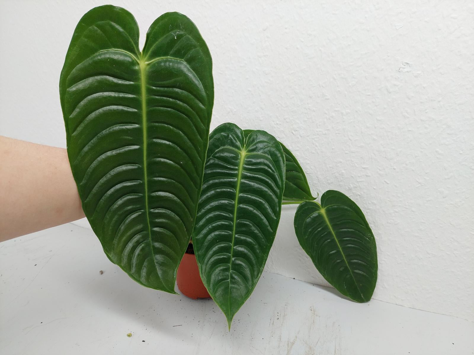 Anthurium Veitchii Narrow Form