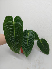 Anthurium Veitchii Narrow Form