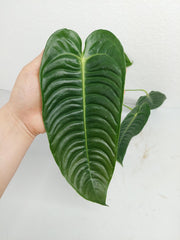 Anthurium Veitchii Narrow Form