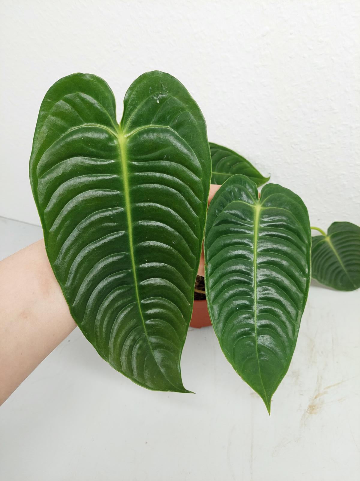 Anthurium Veitchii Narrow Form