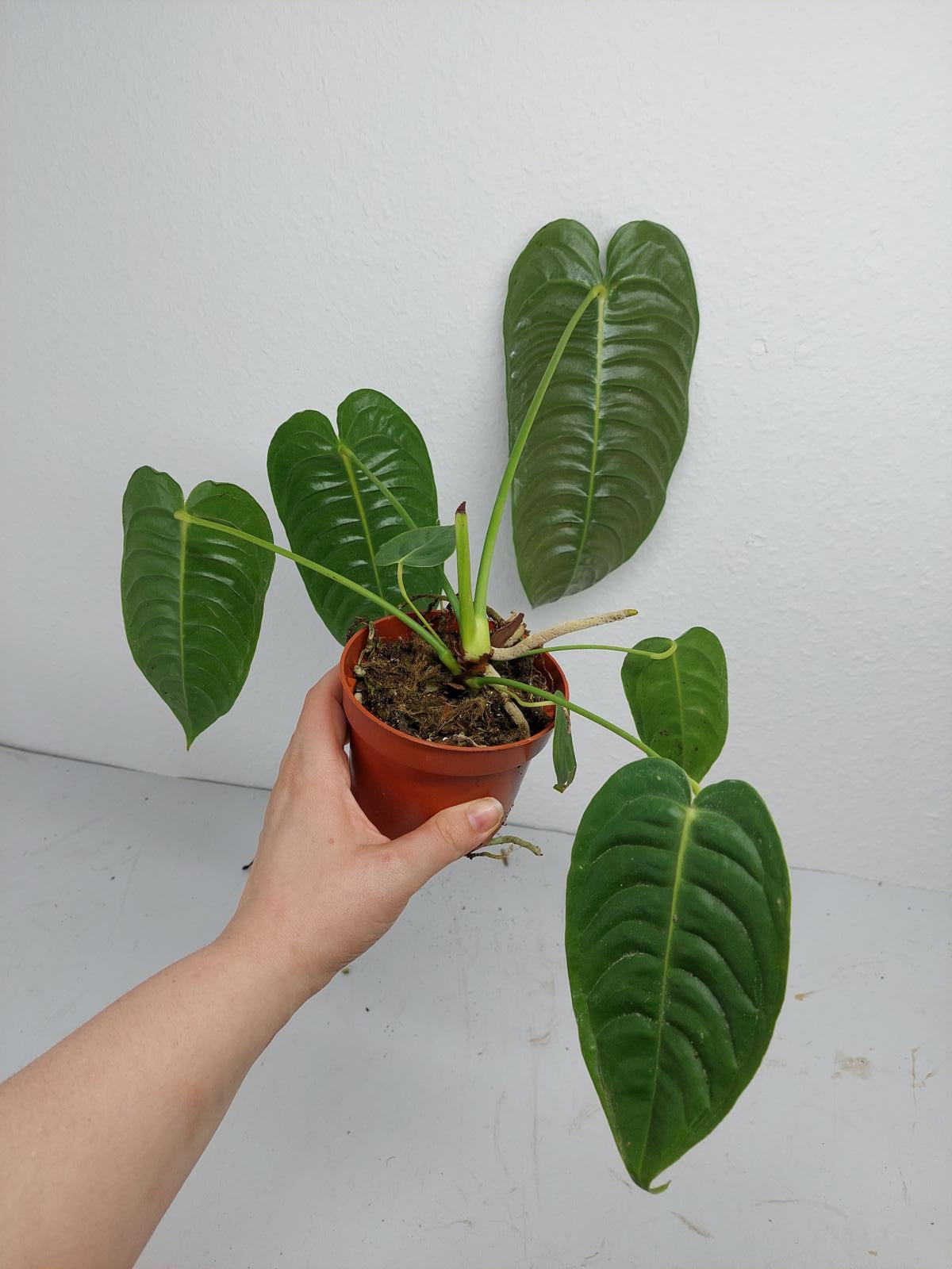 Anthurium Veitchii Narrow Form