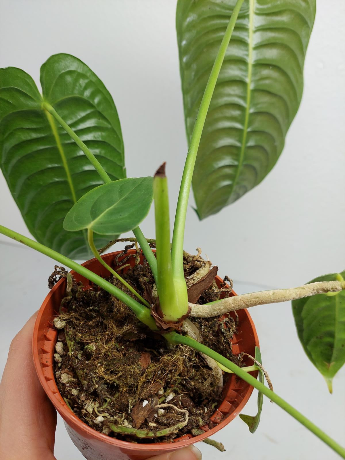 Anthurium Veitchii Narrow Form